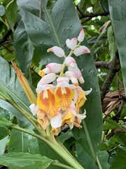 Alpinia hainanensis