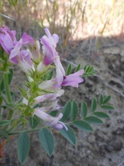 Astragalus succumbens