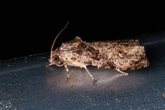 Sycacantha inodes