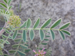 Astragalus succumbens
