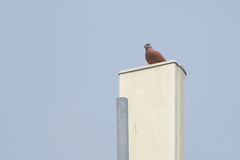 Streptopelia tranquebarica humilis