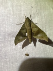 Xylophanes germen