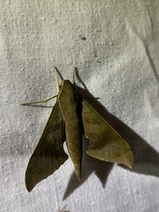 Xylophanes germen