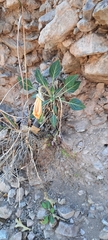 Oenothera brachycarpa