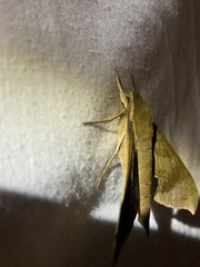 Xylophanes germen