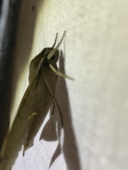 Xylophanes germen