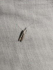 Polyhymno luteostrigella