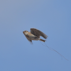 Alauda arvensis pekinensis