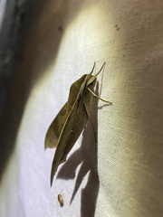 Xylophanes germen