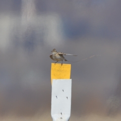 Alauda arvensis pekinensis