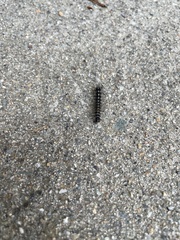 Arna pseudoconspersa