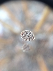 Schoenoplectus heterochaetus