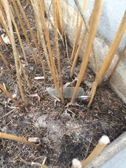 Schoenoplectus heterochaetus