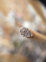 Schoenoplectus heterochaetus