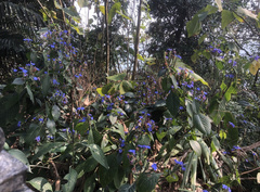 Eranthemum