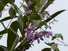 Dioclea sericea