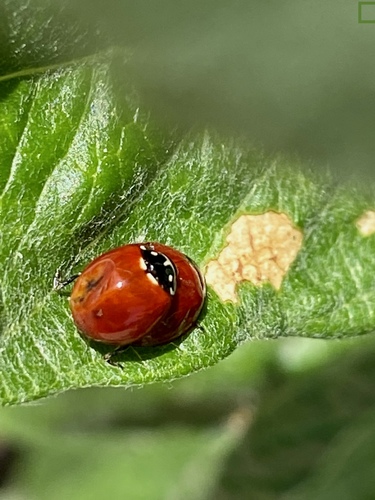 iNaturalist observation photo of Spotless Lady Beetle