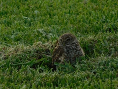 Athene cunicularia floridana