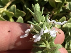 Teucrium townsendii