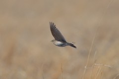 Alauda arvensis pekinensis
