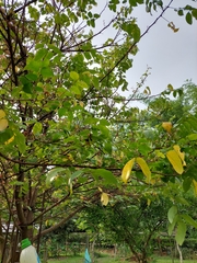 Averrhoa carambola