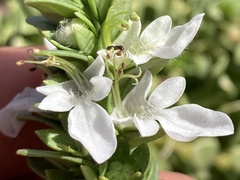Teucrium townsendii