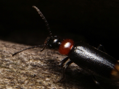 Pedilus terminalis
