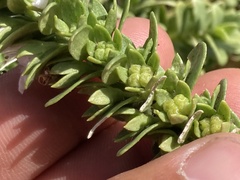 Teucrium townsendii
