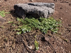 Teucrium townsendii