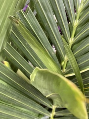 Arecaceae