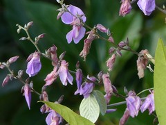 Dioclea sericea
