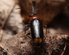 Pedilus terminalis