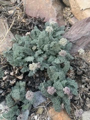 Cymopterus aboriginum