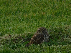 Athene cunicularia floridana