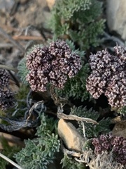 Cymopterus aboriginum