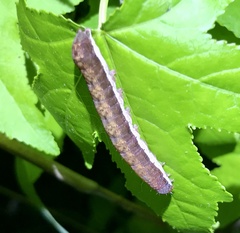 Orthosia revicta
