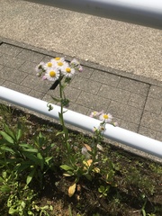 Erigeron philadelphicus