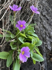 Primula maguirei