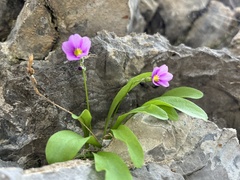 Primula maguirei