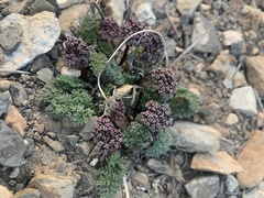 Cymopterus aboriginum