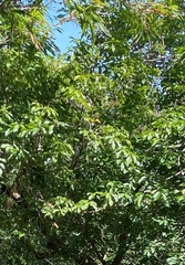 Lithocarpus konishii