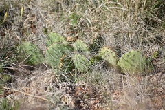Opuntia cymochila