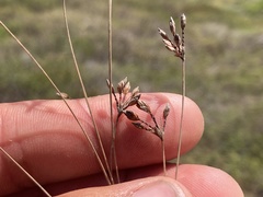 Bulbostylis nesiotica