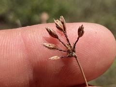 Bulbostylis nesiotica