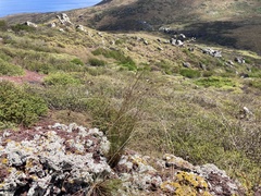 Bulbostylis nesiotica