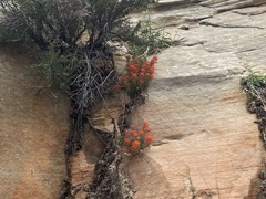 Castilleja scabrida scabrida