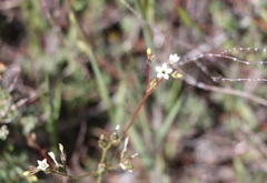 Gilia diegensis