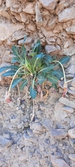 Oenothera brachycarpa