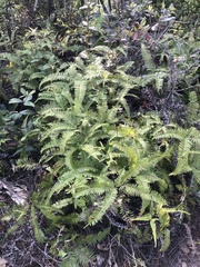 Dicranopteris pedata