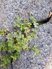 Oxalis